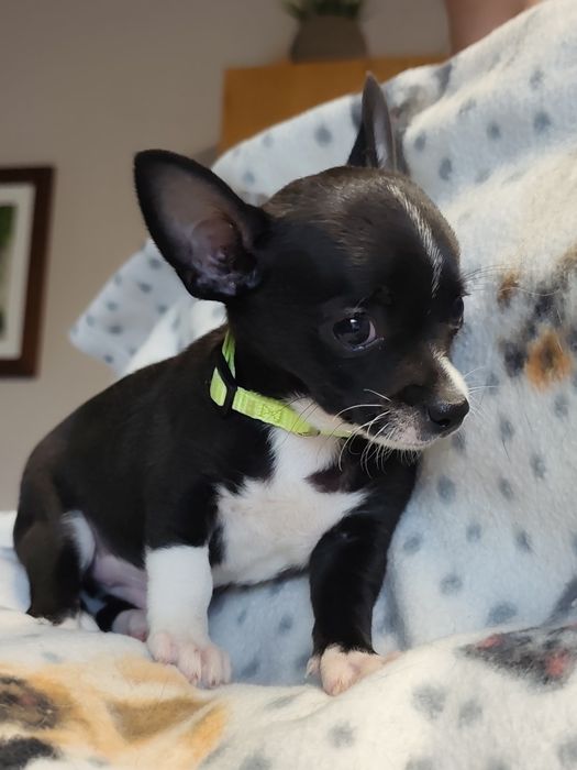 Chihuahua muito fofo