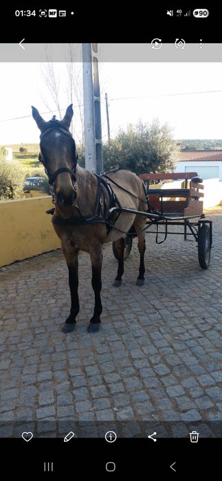 Charrete em bom estado