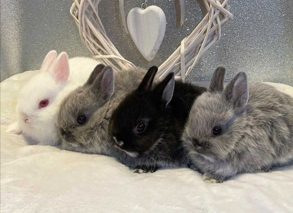 KIT Coelhos anões mini holandês e teddy lindíssimos