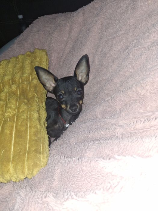 Lola  ratlerek miniaturka