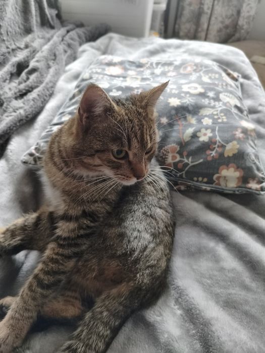 Oddam młodego kocurka odpowiedzialnym opiekunom