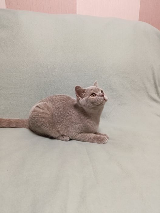 Британский лиловый котёнок