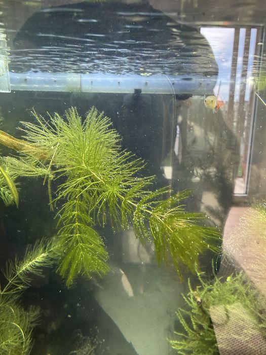 Planta aquario Foxtail
