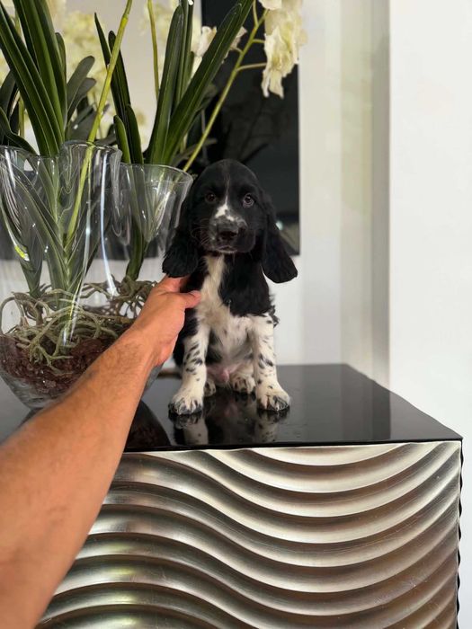 Cocker Spaniel Inglês MACHO  BRANCO E PRETO com LOP e AFIXO