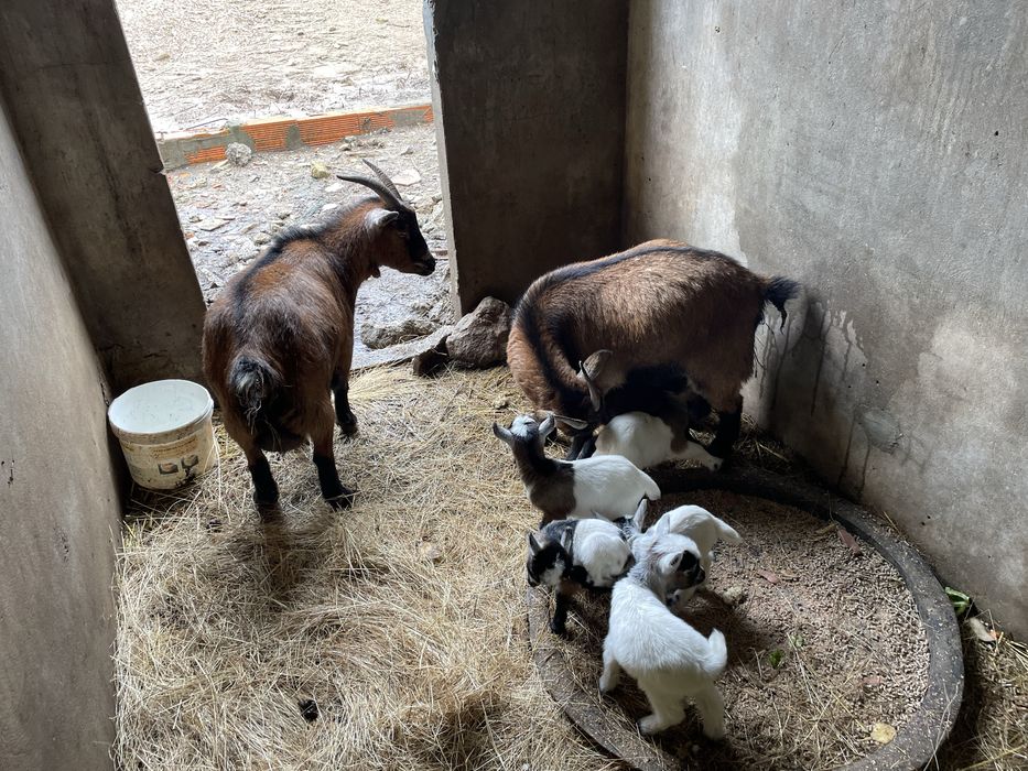 Vou ter para venda 4 casais cada casal 120 boa ninhada