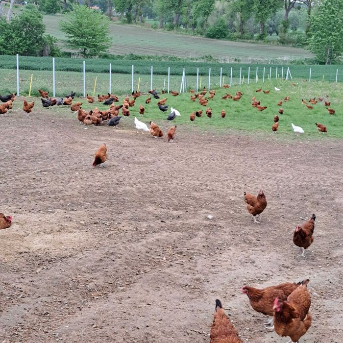 Jajka z wolnego wybiegu