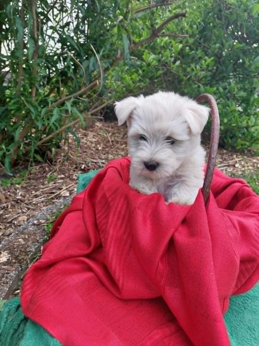West highland white terrier suczka