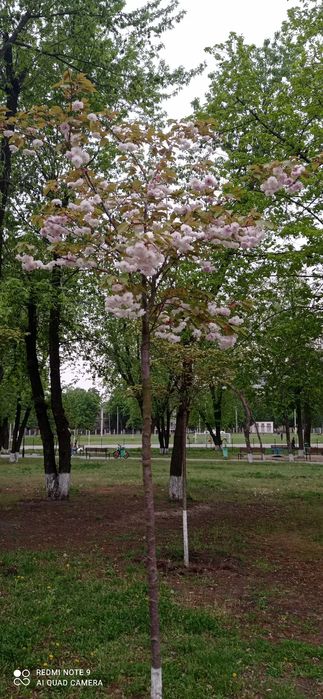 Продам учаск ,ХолГора,Супермат,Гостцу Автосалон ,Апт, Сто