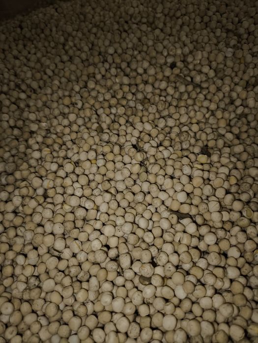 Sprzedam groch odmiana Dexter