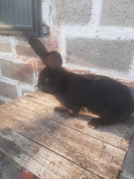 Sprzedam samca belga