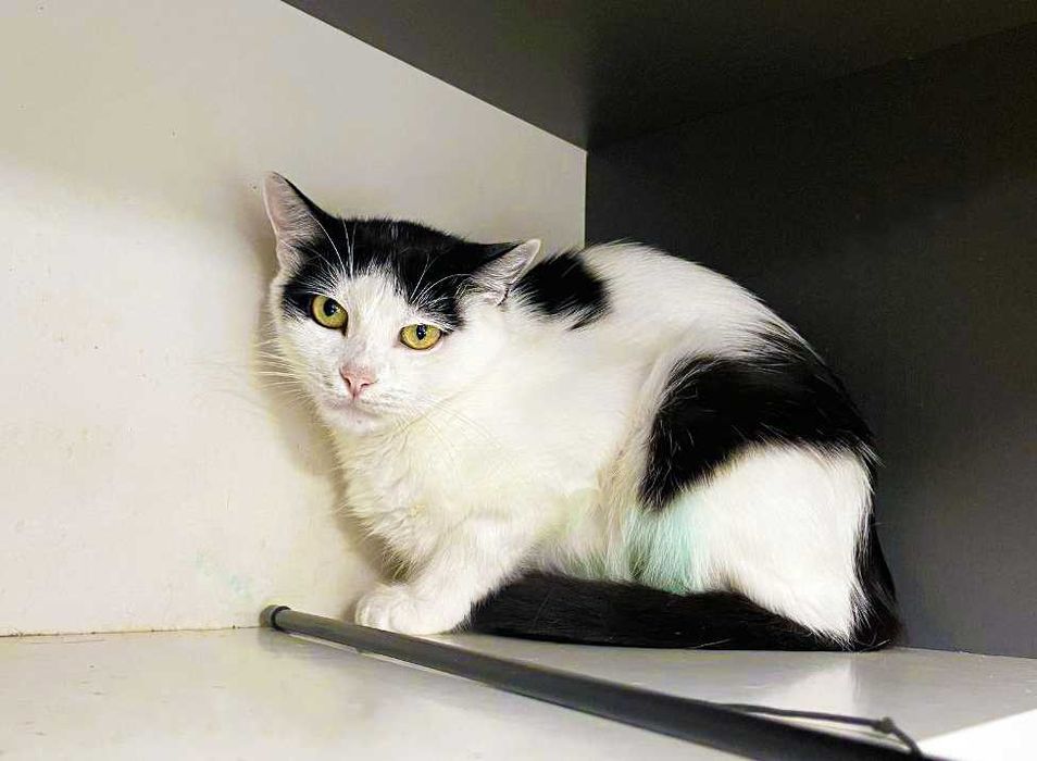 Кішка, кішечка, красунечка Брошка (1 р.) – в пошуках сім'ї!