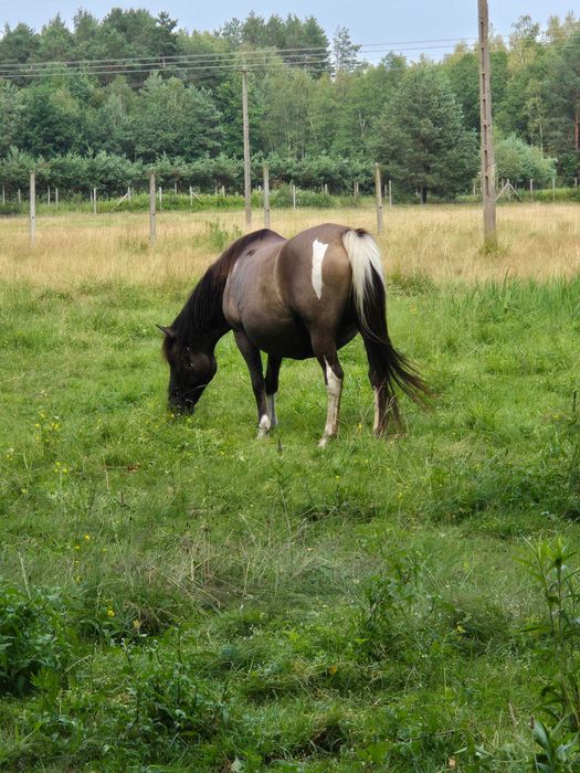 hc klacze programowe .