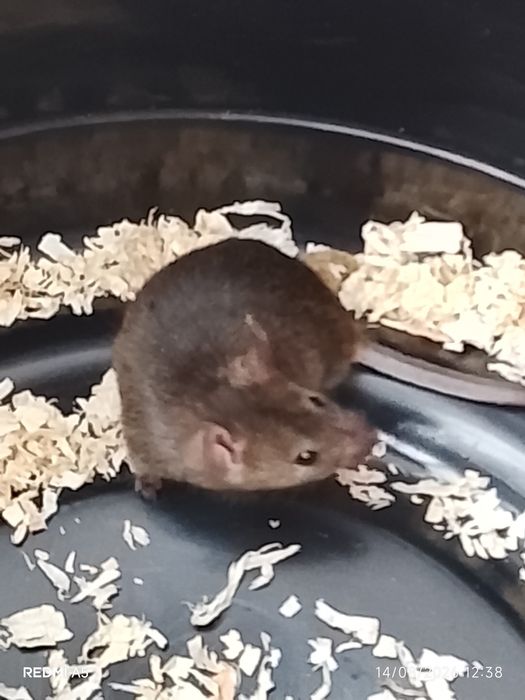 Camundongo/Rato pequeno com gaiola
