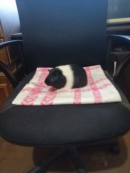 Świnka morska kawia domowa