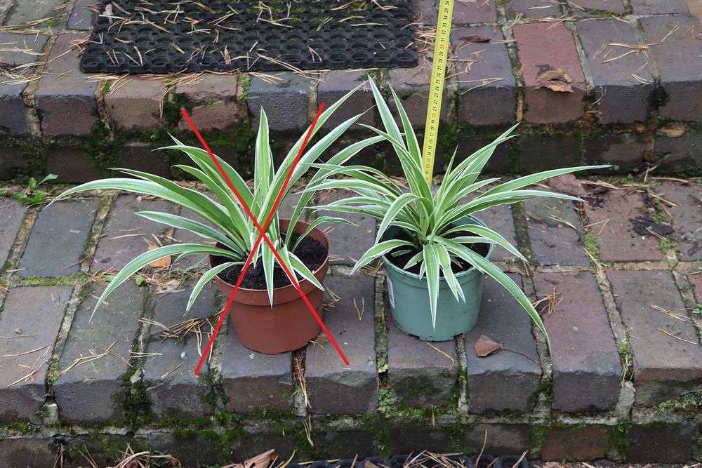 Zielistka 'ATLANTIC' (jedna sztuka)