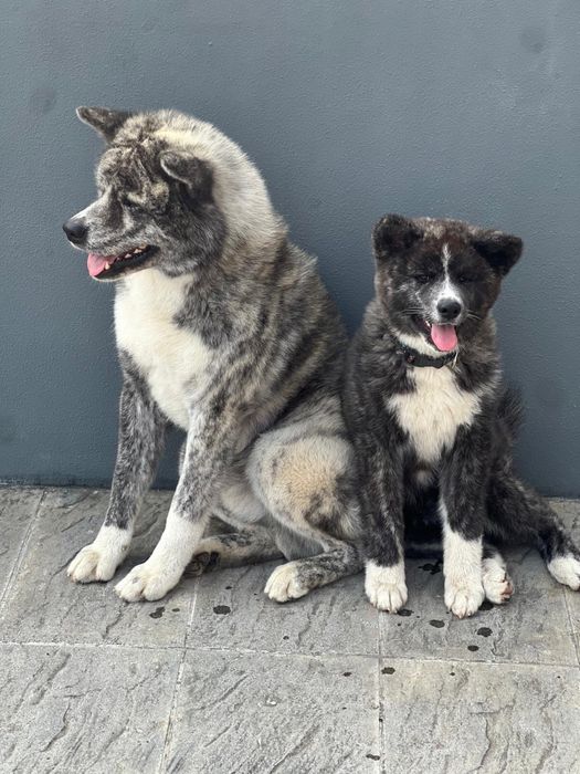 Femea akita inu brindle excelente linhagem