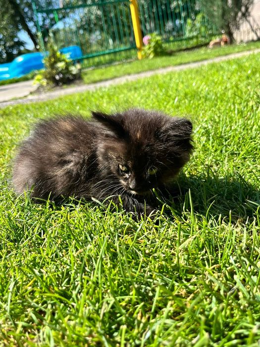 Котеня в добрі руки