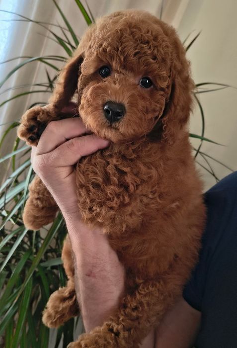 Той пудель гарні цуценята