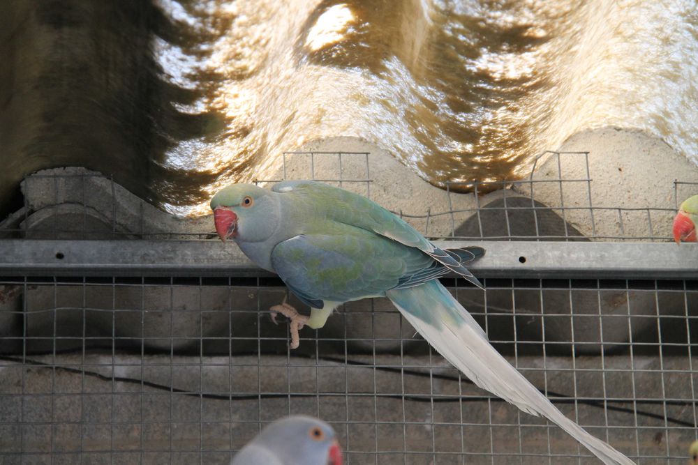 Ring Necks Várias Mutações