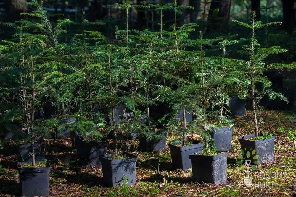Jodła pospolita (Abies alba) wys. 50-70 cm, donica 3 l