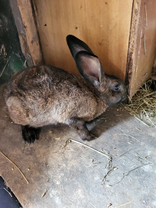 Króliki kalifornijskie burgundy barany francuskie srokacze i mieszańce