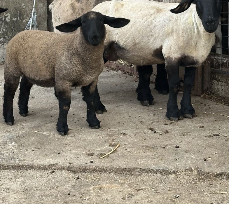 Ovelhas suffolk puras linha inglesa