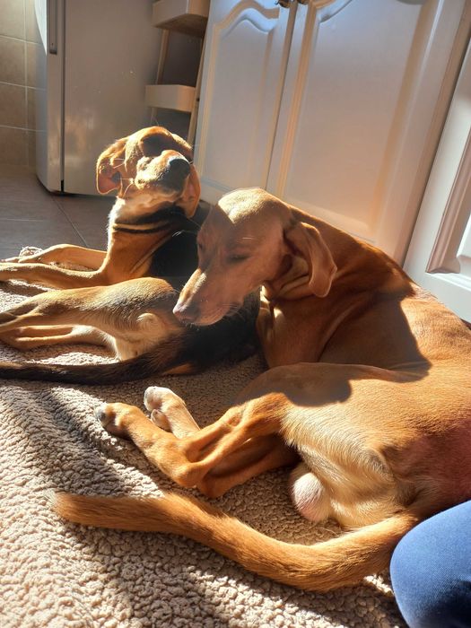 Dois cães para adoção responsável
