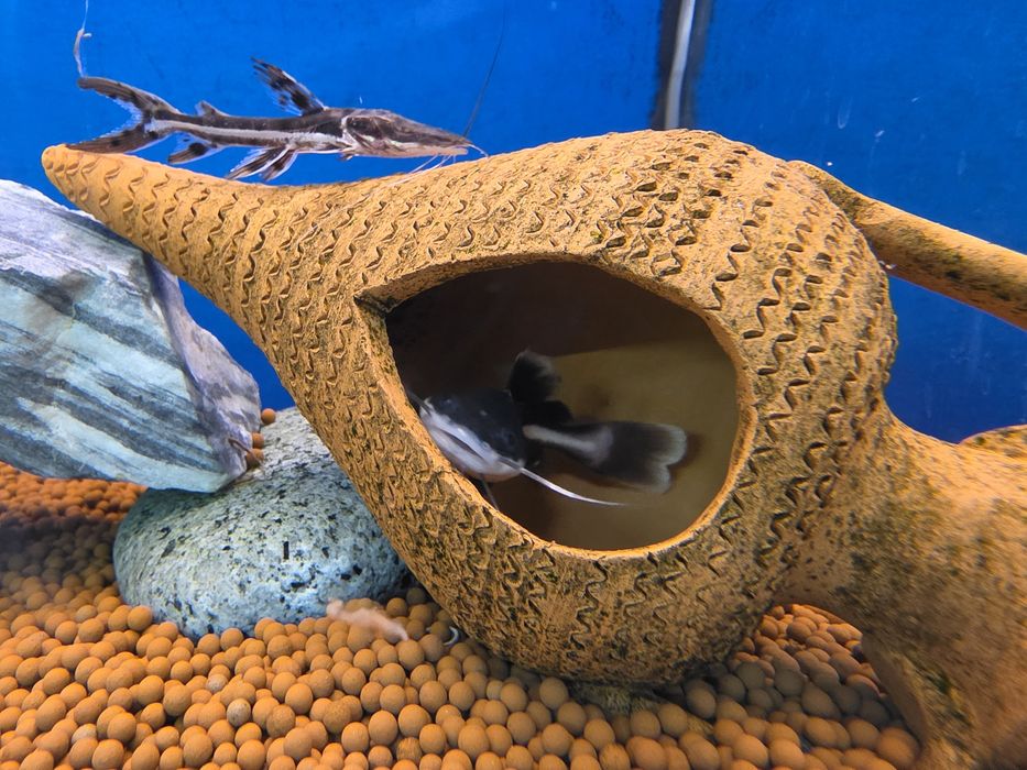 Red Tail Catfish (Phractocephalus Hemioliopterus)