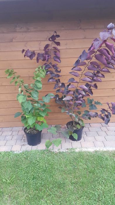 Judaszowiec chiński Avondale kanadyjski Merlot krzewy ozdobne