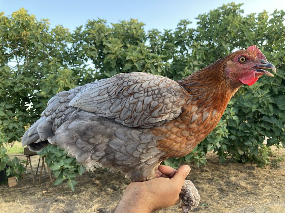 Franga Marans x Rhode Island Red.