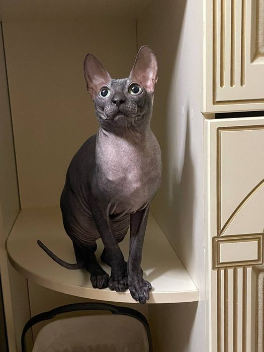 Продам Кота Свинкса