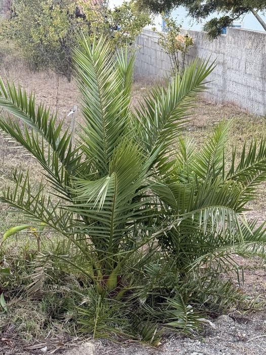 Palmeiras com boa raiz