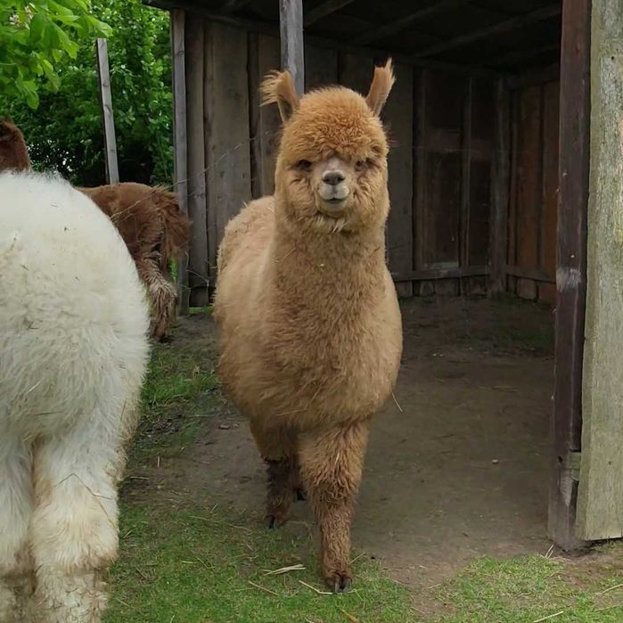 Samiec alpaki, alpaka samczyk