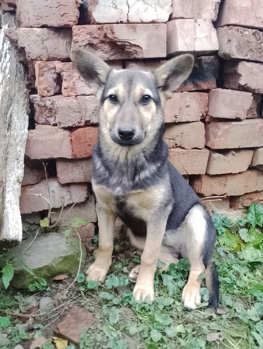 Цуценя безкоштовно