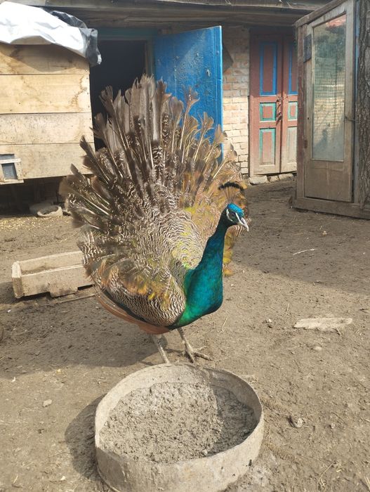 Кури карлики Кохи