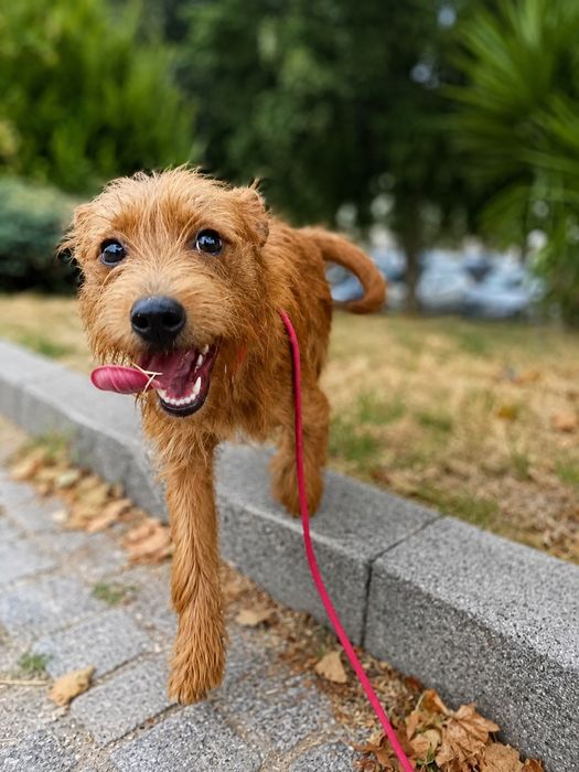 Adoção cão e cadela porte pequeno