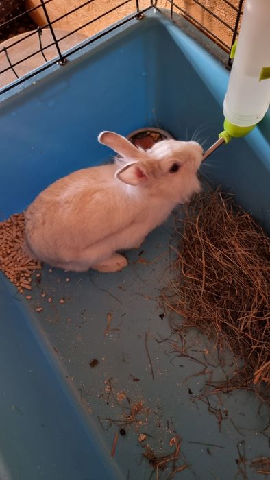 Клетка для кролика