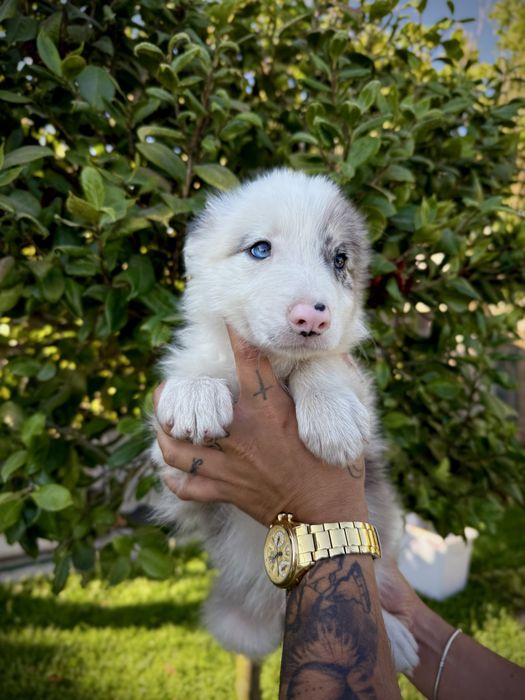 Menino border collie olho azul blue merle