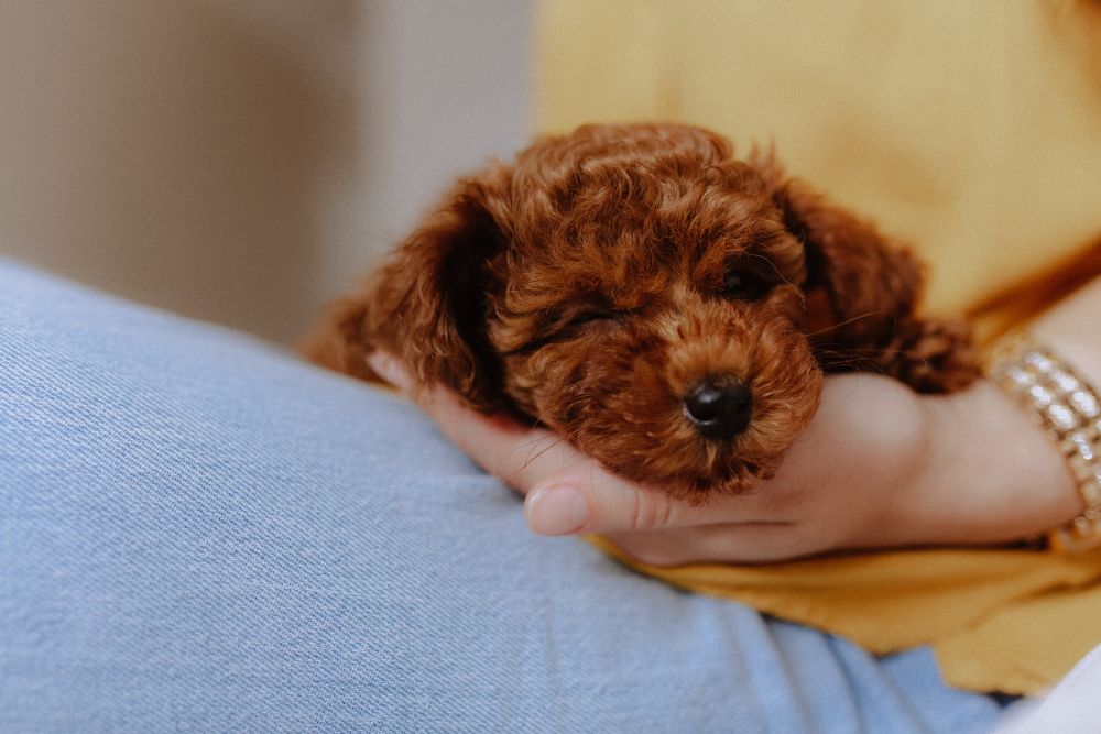 Poodle toy VIP red brown