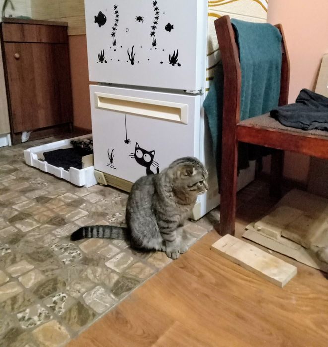 Шотландский вислоухий котик, метис, 1год. В частный дом. В добрые руки