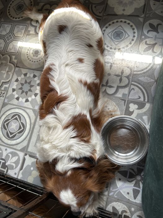 Cavalier chłopak po ojcu Chempionie Polski