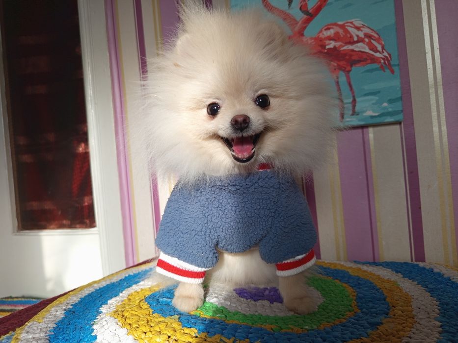 Померанчикі шпіцата