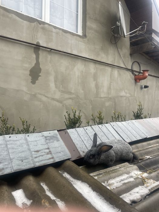 Полтавське срібло. Кріль.