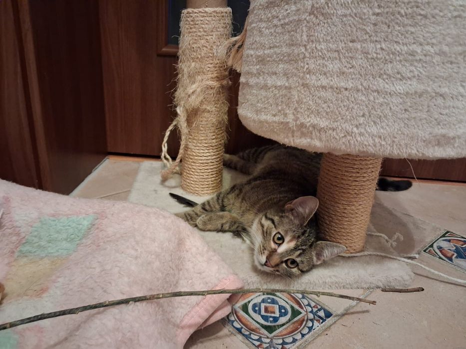 Milenka i Helenka ok 5 miesięczne szukają domu szylkret i bura z rudym