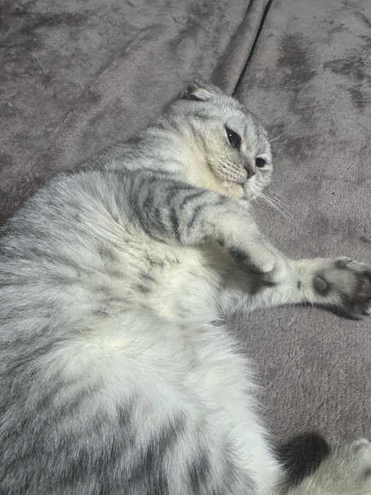 Шотланська  срібна шиншила, дівчинка.