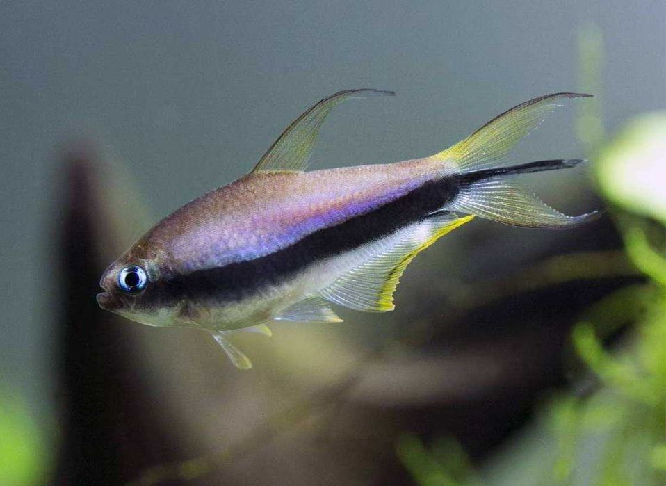 Tetra cesarska (Nematobrycon palmeri) WYSYŁKA AKWAWIN