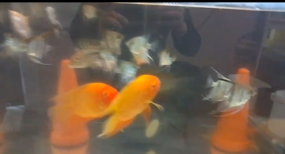 Heros sp. Red Spotted Casal