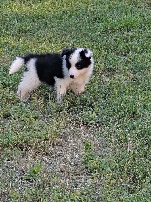 Suczka Border Collie