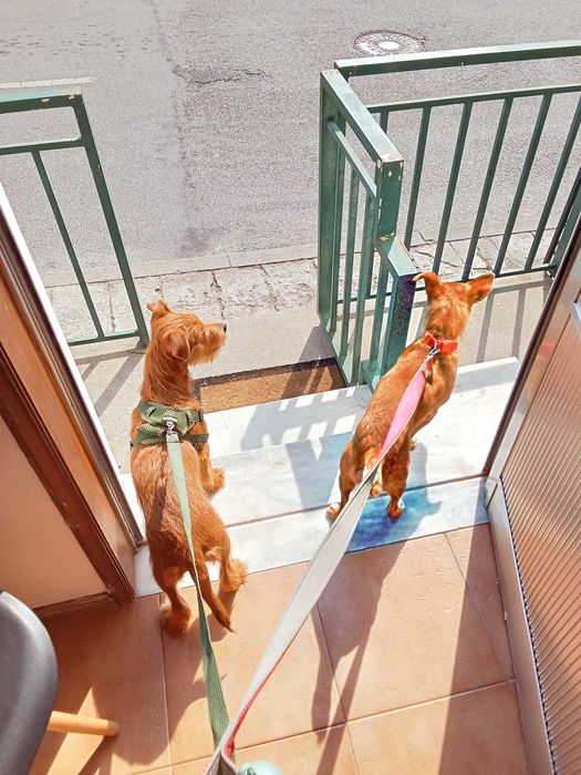 Casal de cães de Pequeno Porte 6kg e 6,5Kg