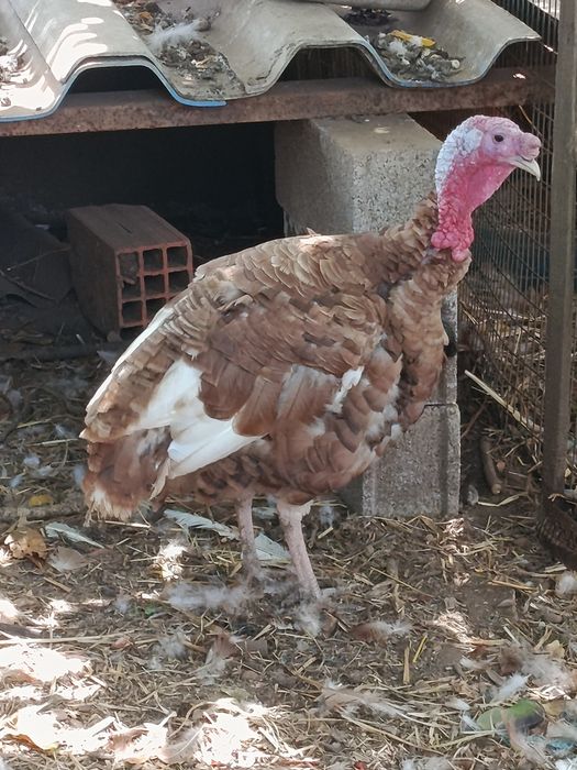 Peru gigante castanho